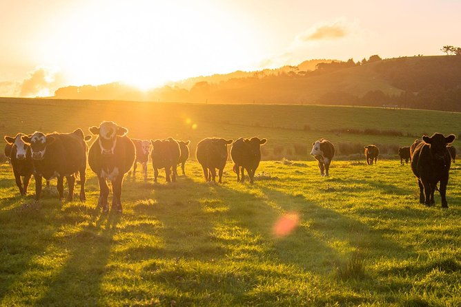 Matakana Riverside Market, Beaches and Winery Tour from Auckland - Who Will Love This Tour?