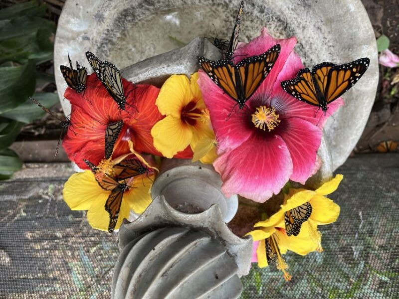 maui-interactive-butterfly-farm-entrance-ticket