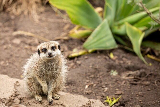 Meerkat Experience at Melbourne Zoo - excl. entry - Is the Price Justified?