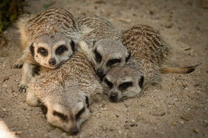 Meerkat Experience at Werribee Open Range Zoo - excl. entry - The Itinerary Breakdown