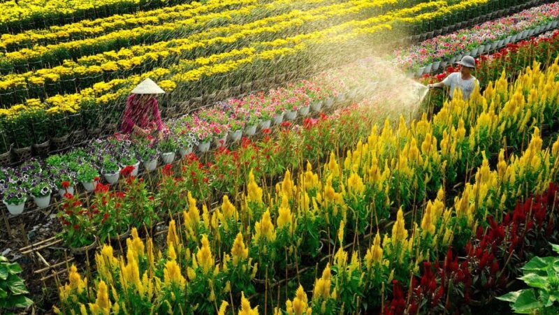 mekong-delta-tour-2-day-sadec-can-tho-my-tho-ben-tre