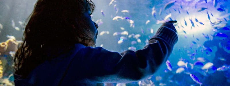 mexico-city-inbursa-aquarium-tour-with-transportation