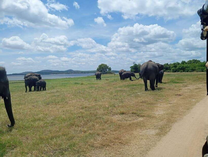 minneriya-half-day-morning-or-evening-jeep-safari