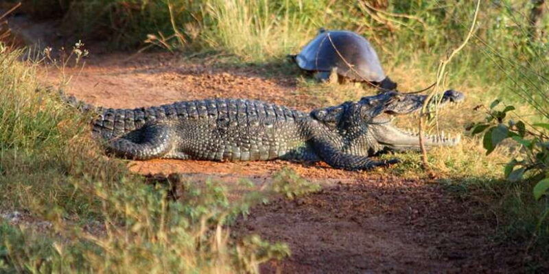 minneriya-jeep-safari-from-trincomalee