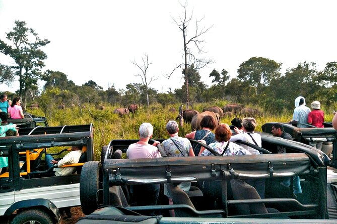 Minneriya / Kaudulla National Park Jeep Safari - The Detailed Experience: What to Expect