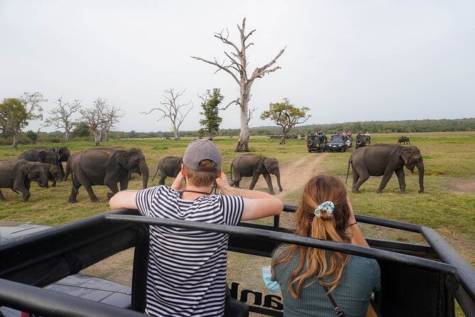 Minneriya National Park Half Day Elephant Safari - Who Should Book This Safari?