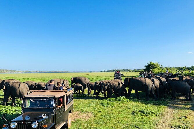 Minneriya National park half day private safari in Sri Lanka - Who Would Love This Experience?