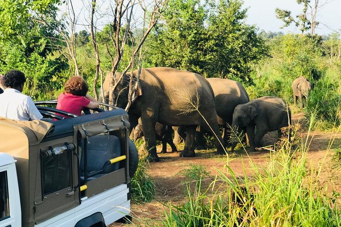 Minneriya National Park Half Day safari - In-Depth Breakdown of the Itinerary and Experience