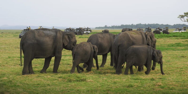 minneriya-national-park-half-day-sri-lanka-jeep-safari