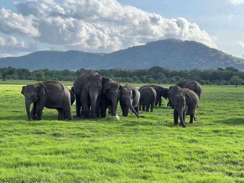 minneriya-national-park-private-jeep-safari-sri-lanka