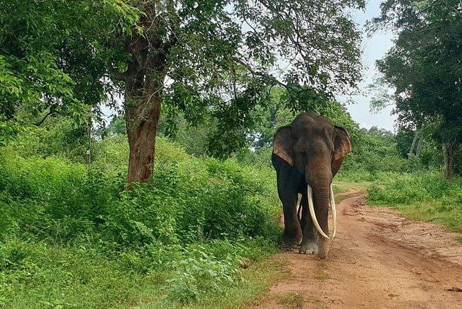 Minneriya National Park Private Safari Tour - The Experience of a Guide: Why It Matters