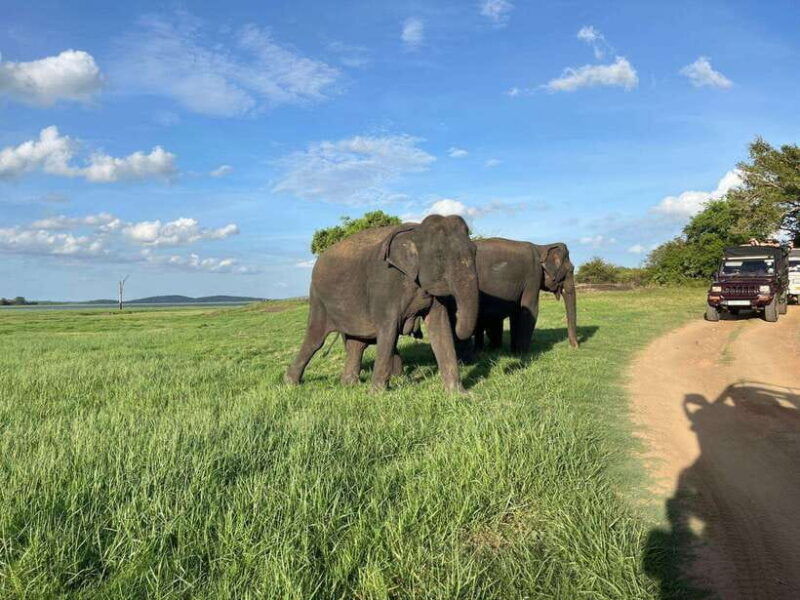 minneriya-national-park-private-safari