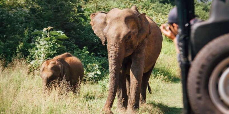 minneriya-national-park-safari-by-a-4x4