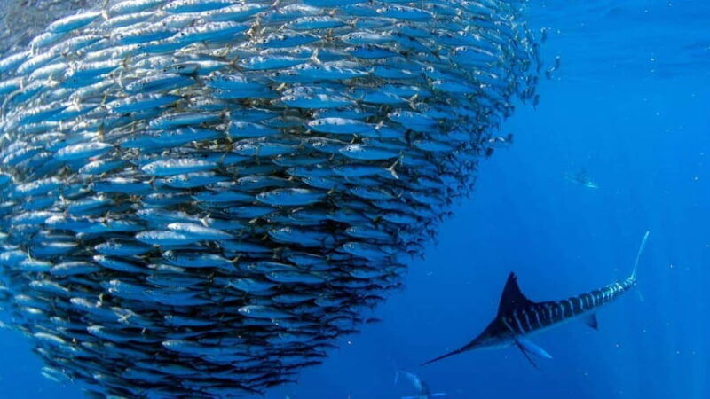 moalboal-sardines-run-private-tour