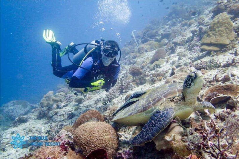 moalboal-scuba-diving-sardine-run-and-turtle-chasing