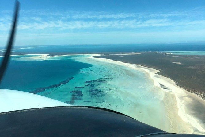 Monkey Mia Dolphins & Shark Bay Air Tour From Perth - The Return Flight: Marine Life in Motion