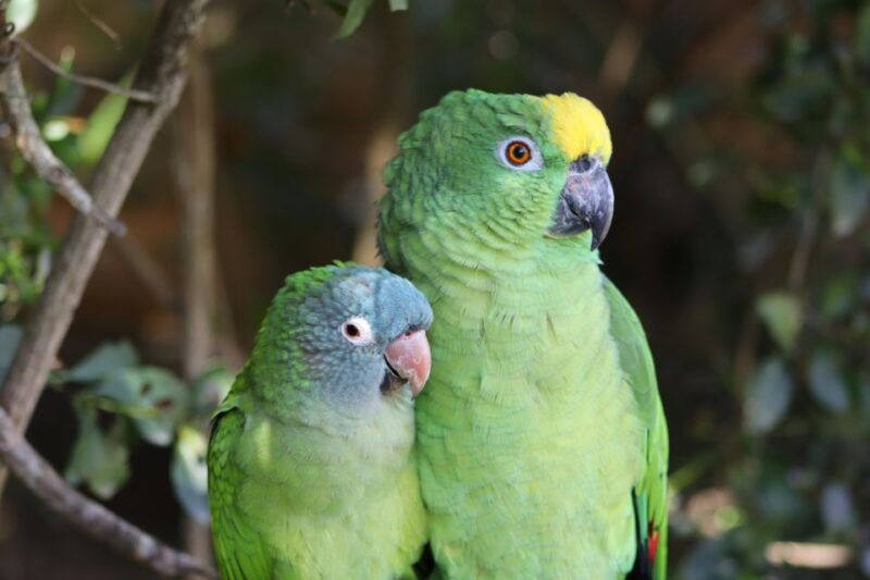 monkeyland-birds-of-eden-jukani-animal-sanctuaries