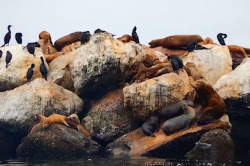 monterey-cannery-row-kayak-tour