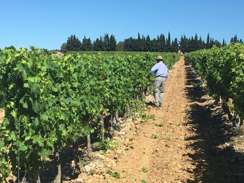montpellier-wine-and-oyster-tour