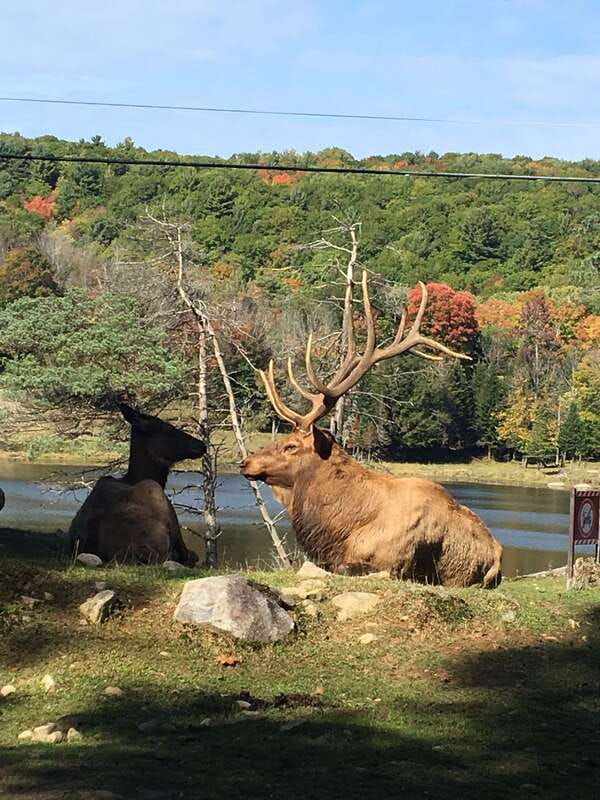 montreal-private-day-tour-to-parc-omega-montebello-lodge