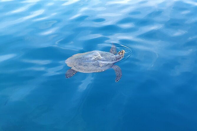 Moorea Lagoon Tour with Lunch - Practical Tips & Considerations