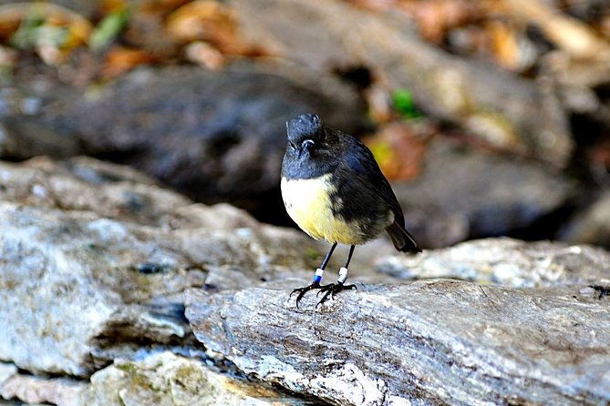 Motuara Island Bird Sanctuary and Ship Cove Cruise from Picton - What Makes This Tour Stand Out?  
