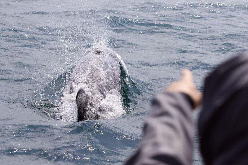mounts-bay-penzance-discovery-boat-trip