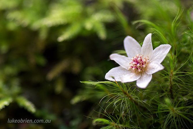 Mt Field and Styx Valley Photography Tour - Why the Tour Offers Great Value