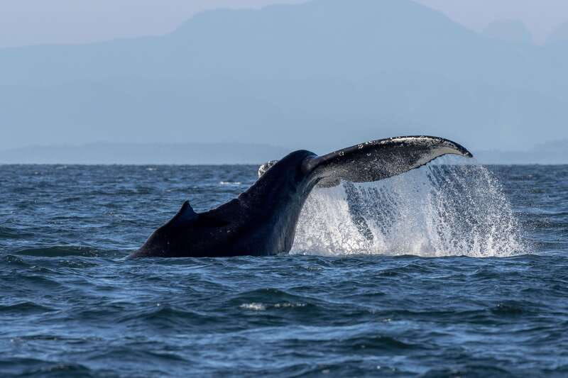 nanaimo-whale-watching-open-boat-tour