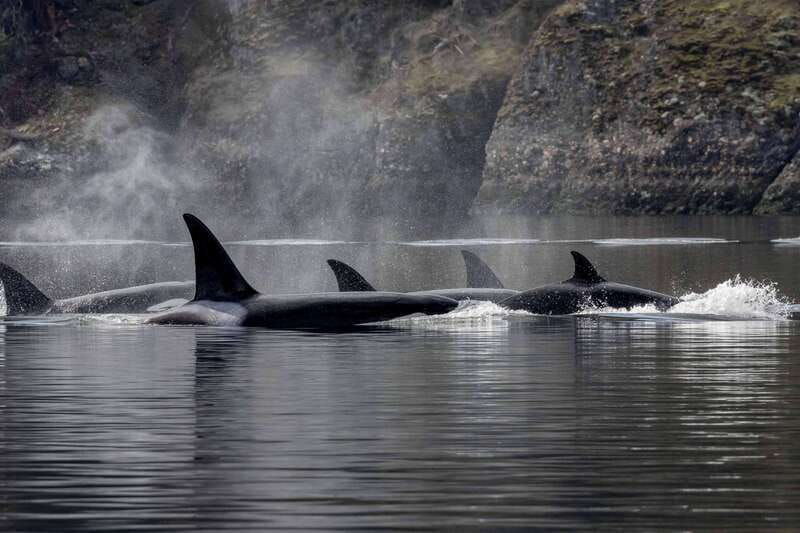 nanaimo-whale-watching-semi-covered-boat-tour