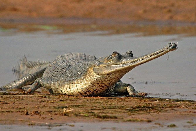 National Chambal Sanctuary and Alligator Day Tour from Agra - Who Is This Tour Best For?