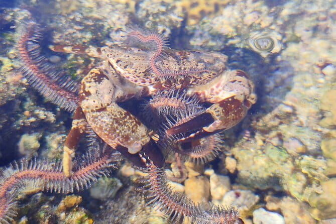 Neil Bridge Marine Trail - Why This Tour Is Worth Your Time