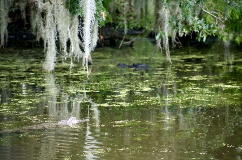 new-orleans-swamp-tour-on-covered-pontoon-boat
