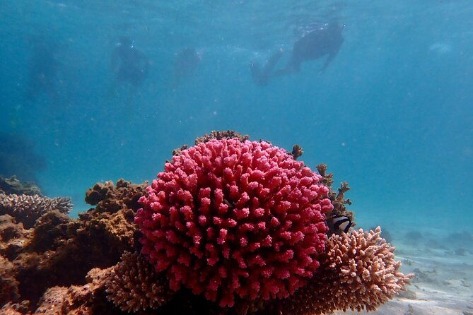 Ningaloo Reef Snorkel Adventure - The Value of a Land-Based Snorkel Tour