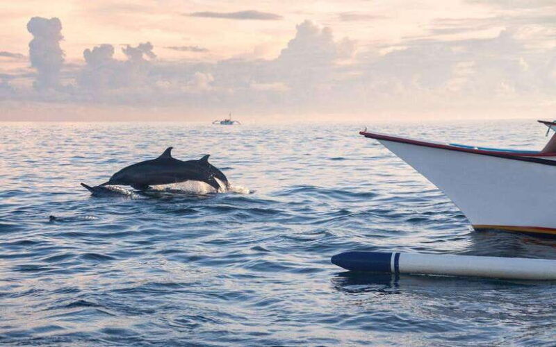 north-bali-dolphin-watching-and-snorkeling-tour