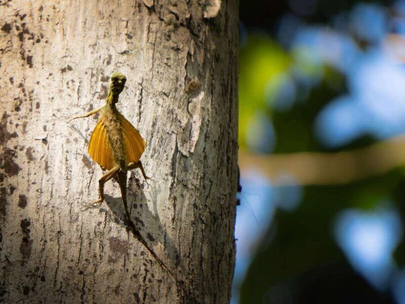 north-sulawesi-bitung-tangkoko-wildlife-adventure