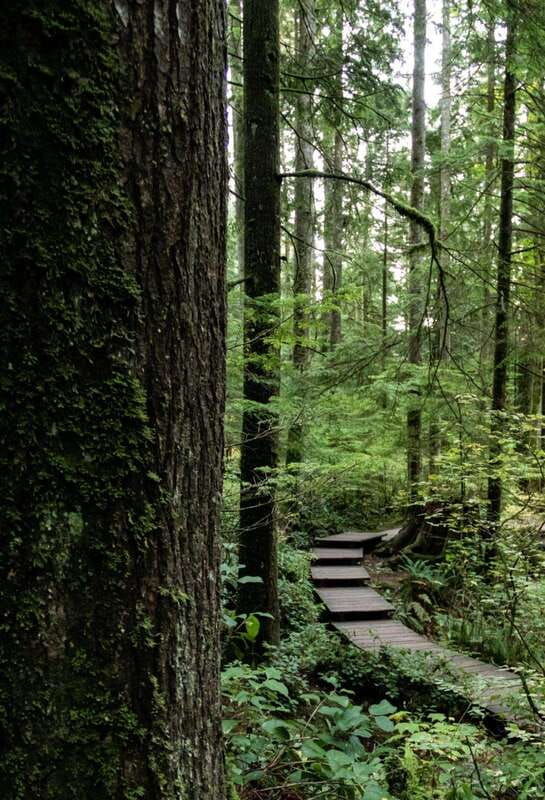 north-vancouver-lynn-canyon-guided-hike