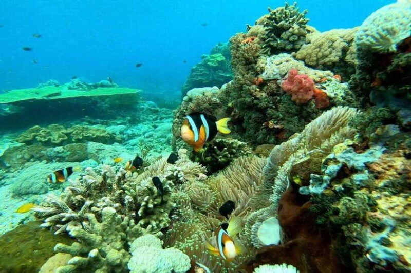 nusa-penida-full-day-private-snorkeling-with-manta-ray