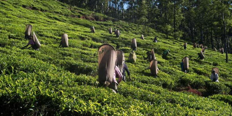 nuwara-eliya-all-inclusive-private-sightseeing-day-tour