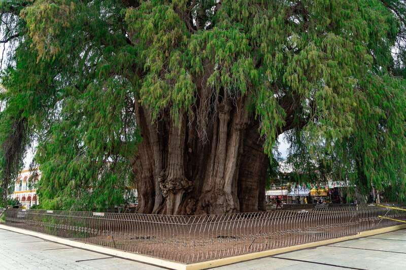 oaxaca-the-tule-tree-teotitlan-village-mezcal-tour