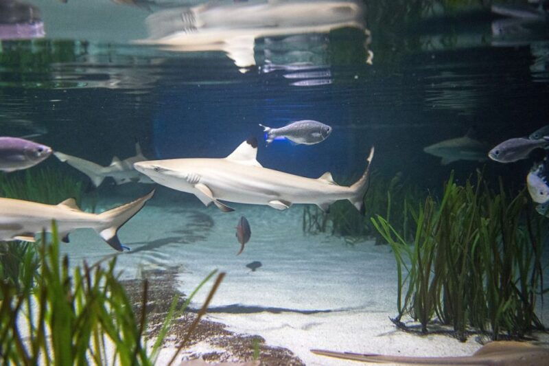 oberhausen-sea-life-ticket-and-behind-the-scenes-tour