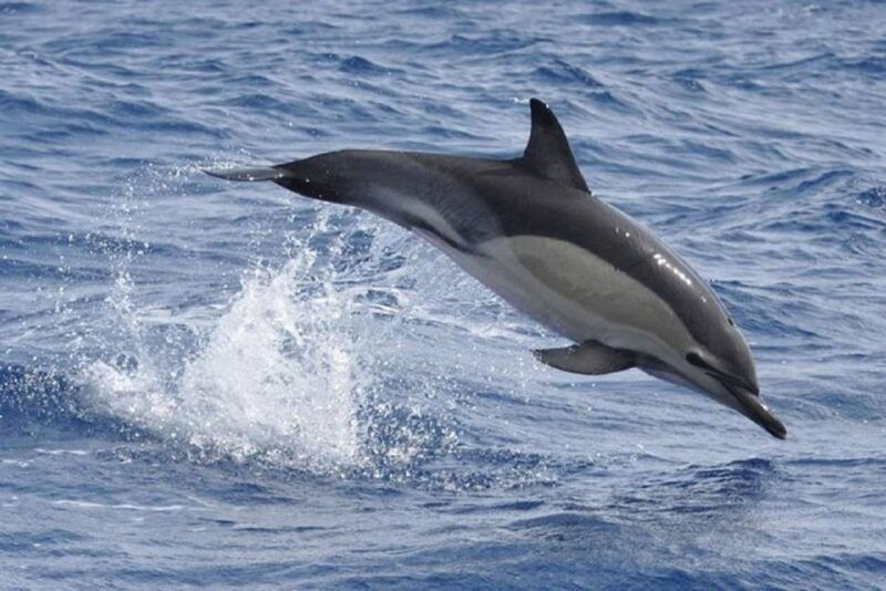 observation-of-whales-and-dolphins-in-the-peak