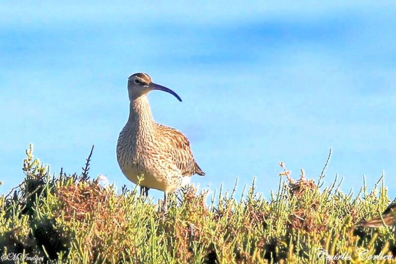 olhao-ria-formosa-3-islands-guided-day-trip-by-boat