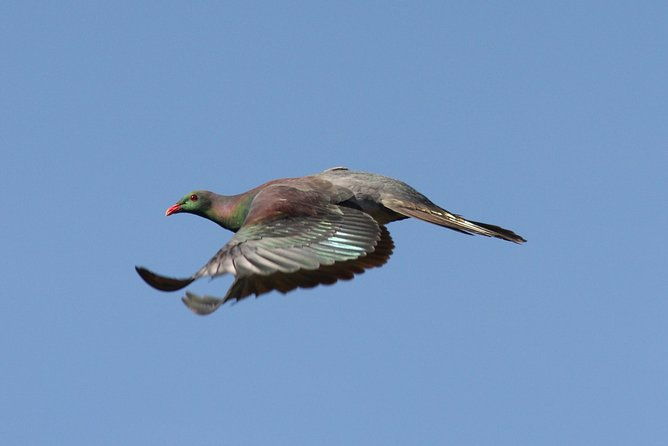 One Day Birding Adventure - Exploring the Itinerary: What to Expect from This Birding Day