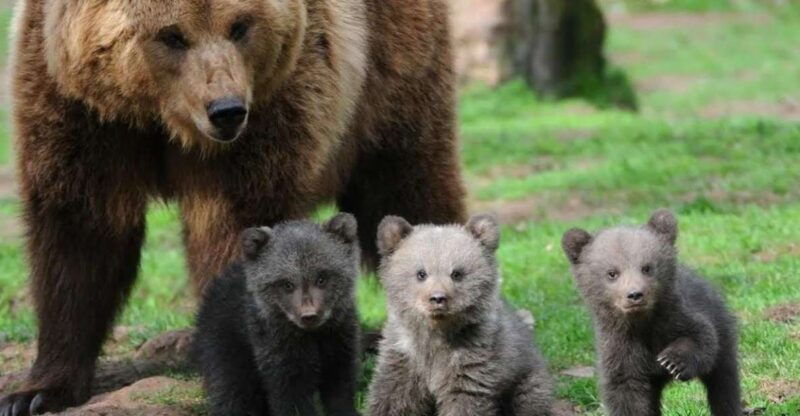 one-day-trip-bear-sanctuary-dracula-castle