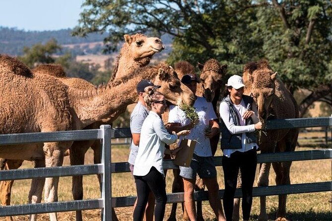 One Hump Camel Farm and Wine Tour - FAQs