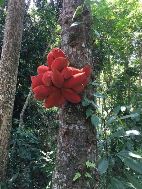 orang-utan-proboscis-monkey-tour