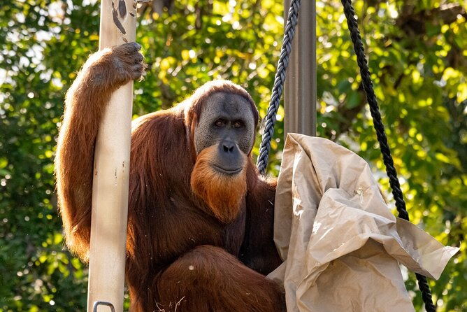 Orangutan Experience at Melbourne Zoo - excl. entry - The Practicalities: Price, Duration, and Booking
