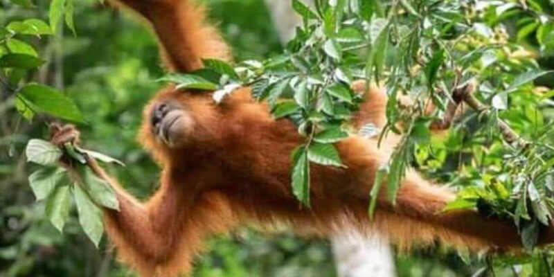 orangutan-tour-jungle-trekking-in-sumatra