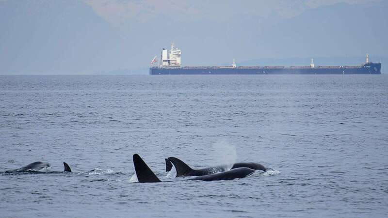 orcas-island-whale-and-orca-guided-speedboat-tour-2